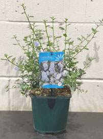 Ceanothus Repens