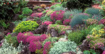 Alpine Plants