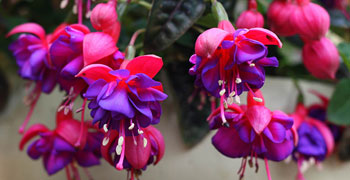 Fuchsia Plants