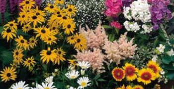 Perennial Plants