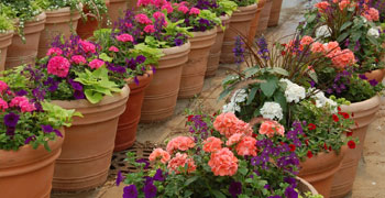 Patio Plants