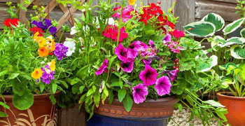 Container Plants